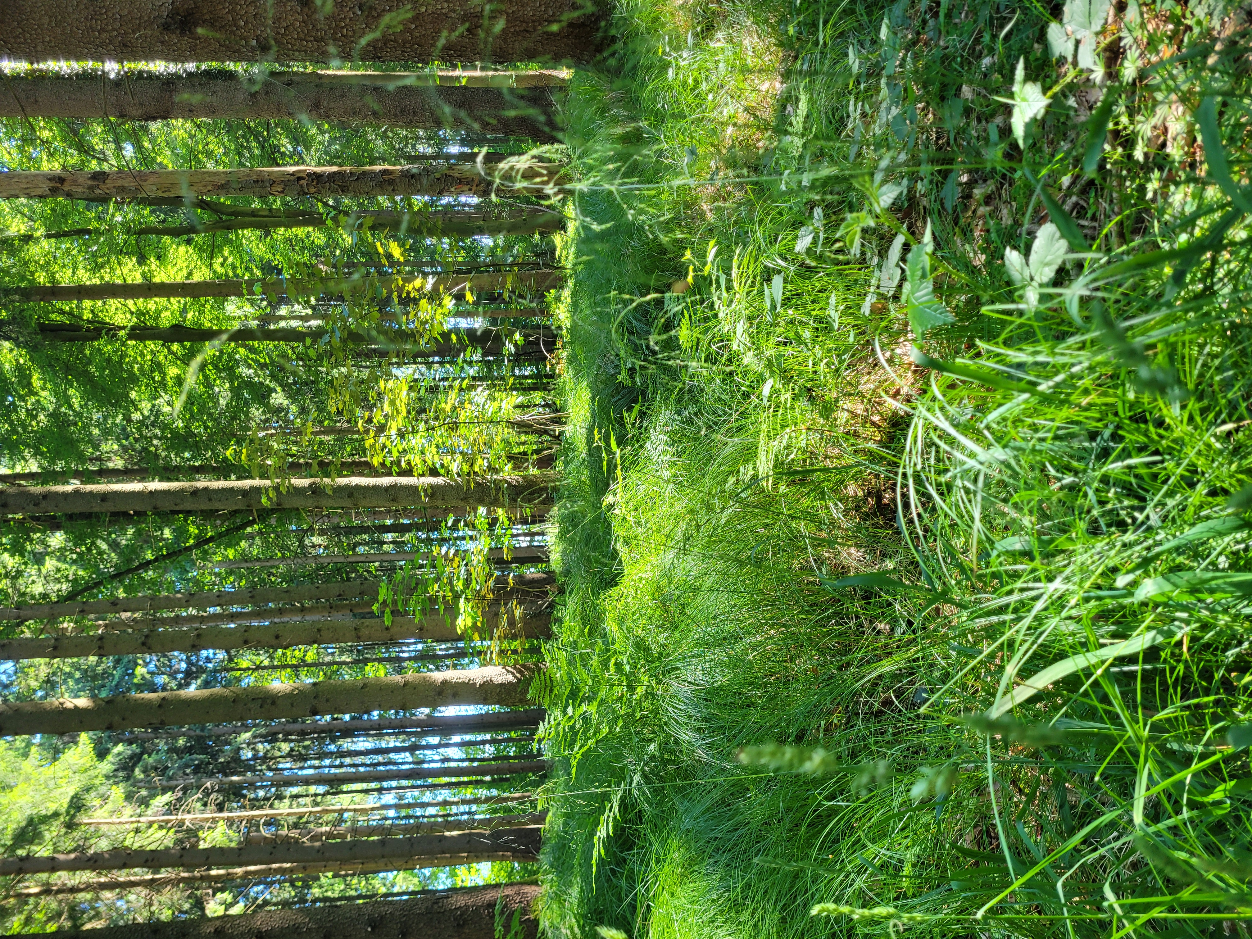 Wald.jpg